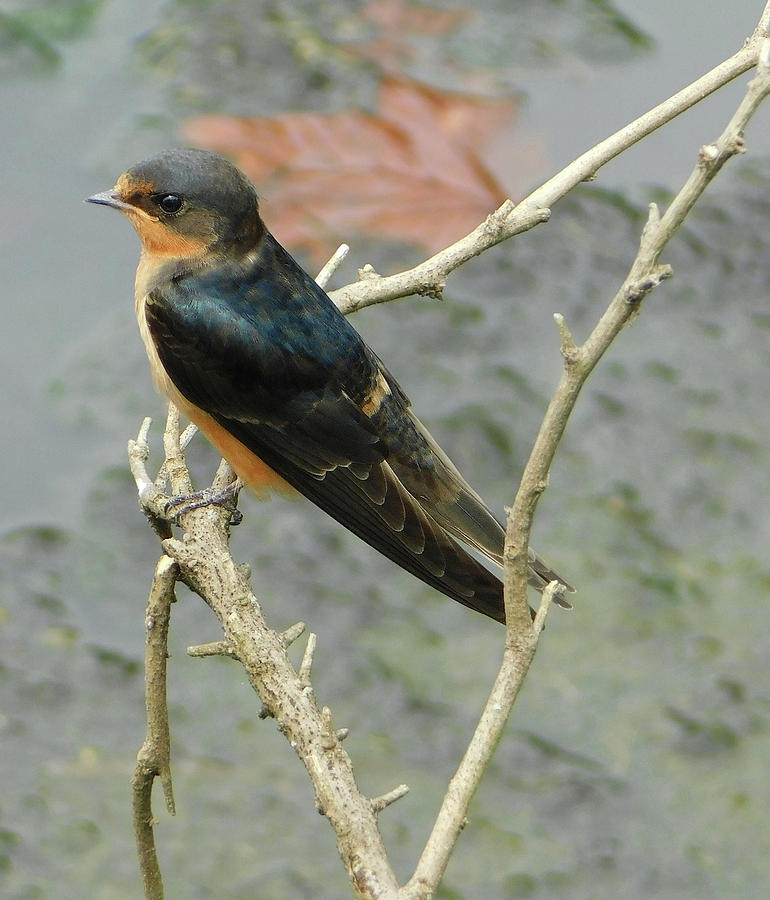 Barn Swallow2 Photograph by Emmy Vickers