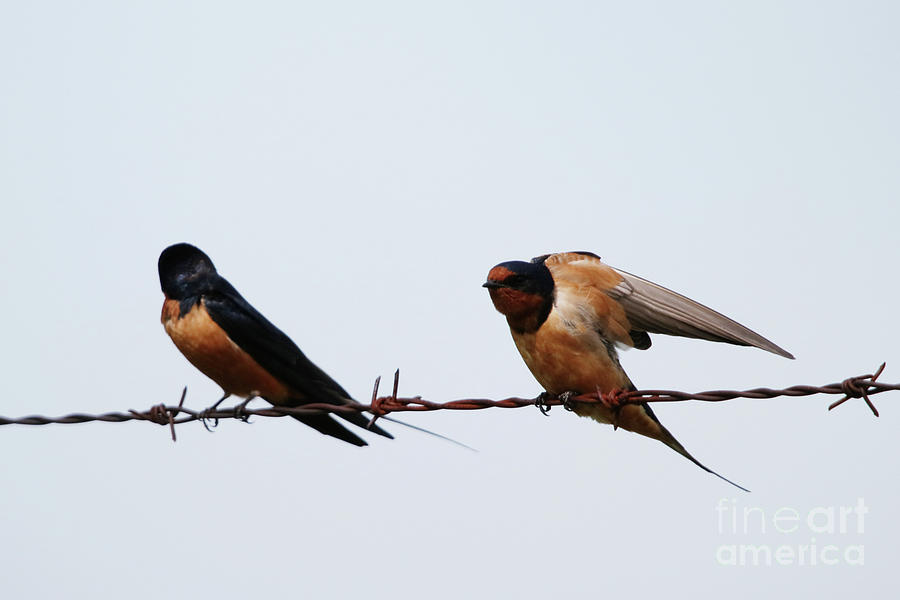 Barn Swallows Photograph by Alyce Taylor