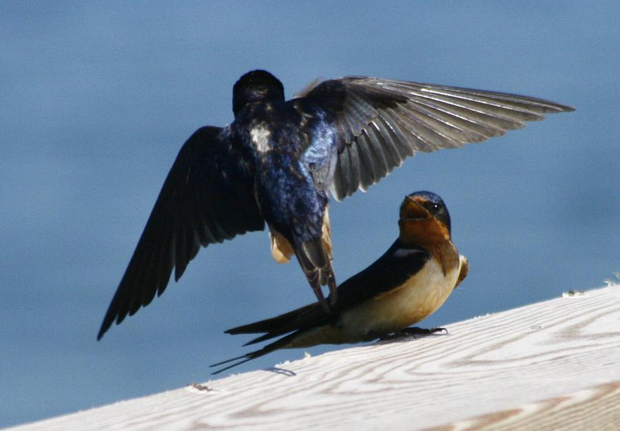 Barn Swallows Photograph by Christopher J Kirby