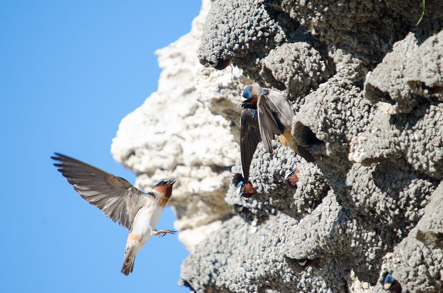 Barn Swallows Home Photograph by Crystal Wightman
