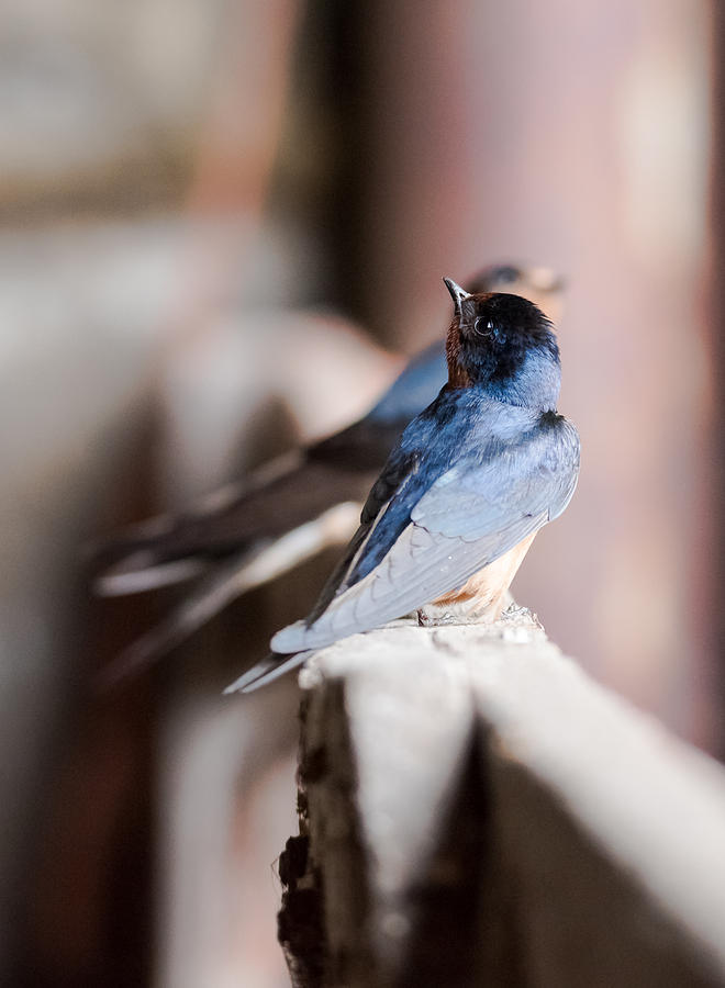 Barn Swallows  Photograph by Holden The Moment