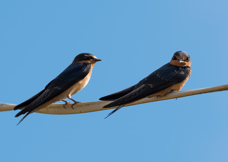 Barn Swallows  Photograph by Holden The Moment