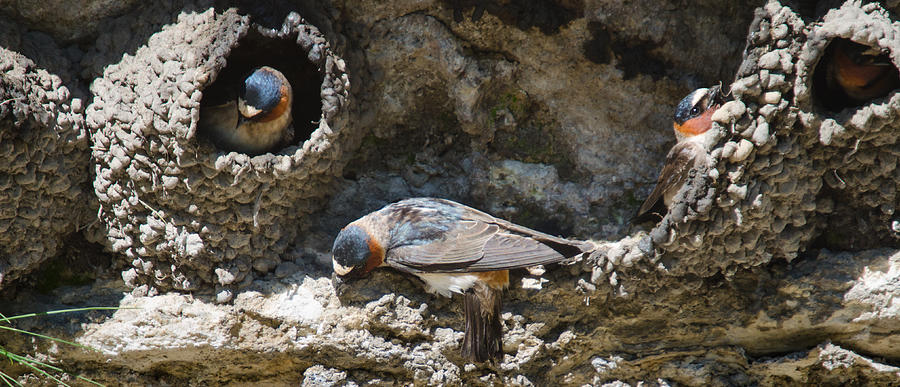 Barn Swallows Nests Photograph by Crystal Wightman