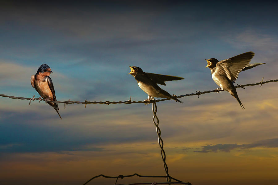 Barn Swallows on Barbwire Fence Photograph by Randall Nyhof