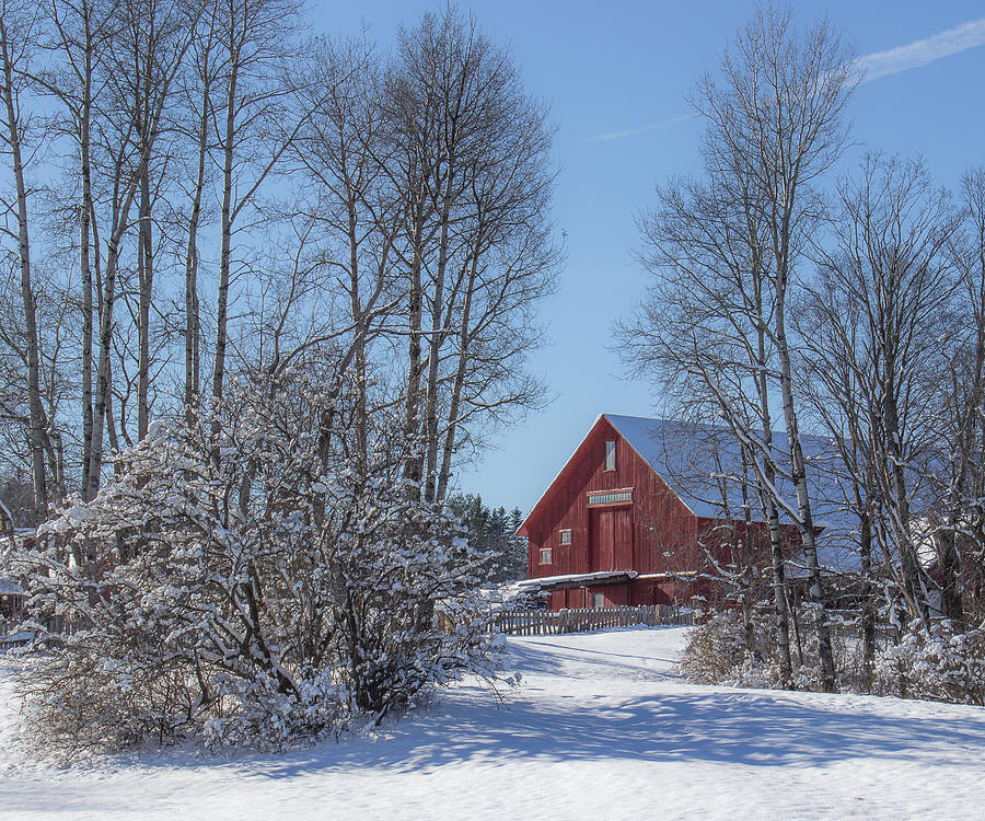 Barn through the Trees Photograph by Tim Kirchoff