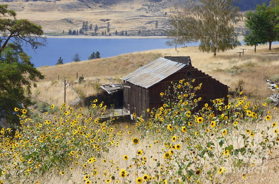 Barn With Sunflowers Photograph by Charles Robinson