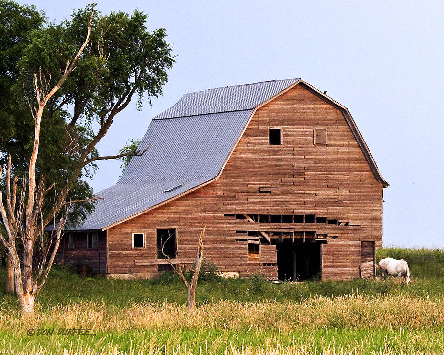 Barn With White Horse Photograph by Don Durfee