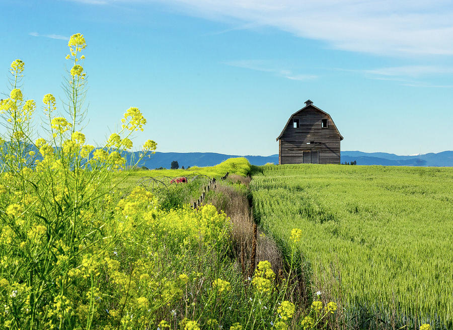 Barn with Yellow Flowers  Photograph by Amy Sorvillo