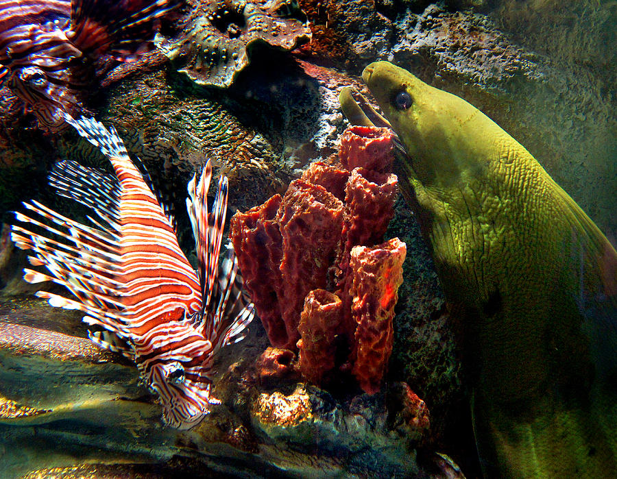 Fish Photograph - Barnacle Buddies by Bill Pevlor