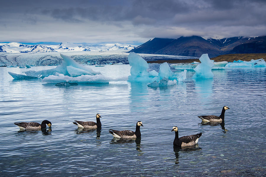 Barnacle Geese In Glacier Lagoon In Iceland Photograph