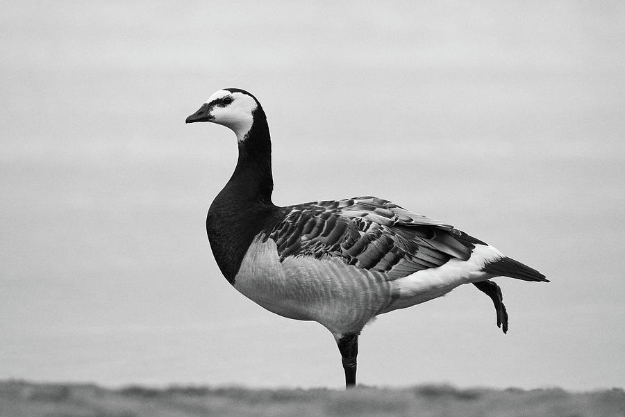 Barnacle Goose Balance Photograph by Jouko Lehto
