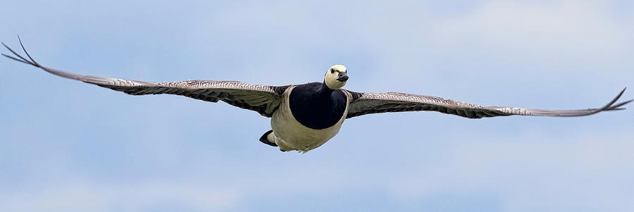 Goose Photograph - Barnacle Goose by Nadia Sanowar