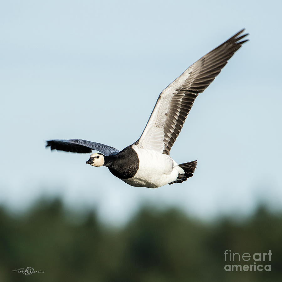 Barnacle Goose square Photograph by Torbjorn Swenelius
