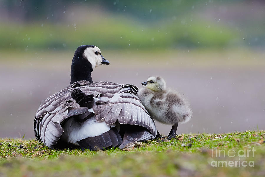 Barnacle Goose with chick in the rain Photograph by Nick  Biemans