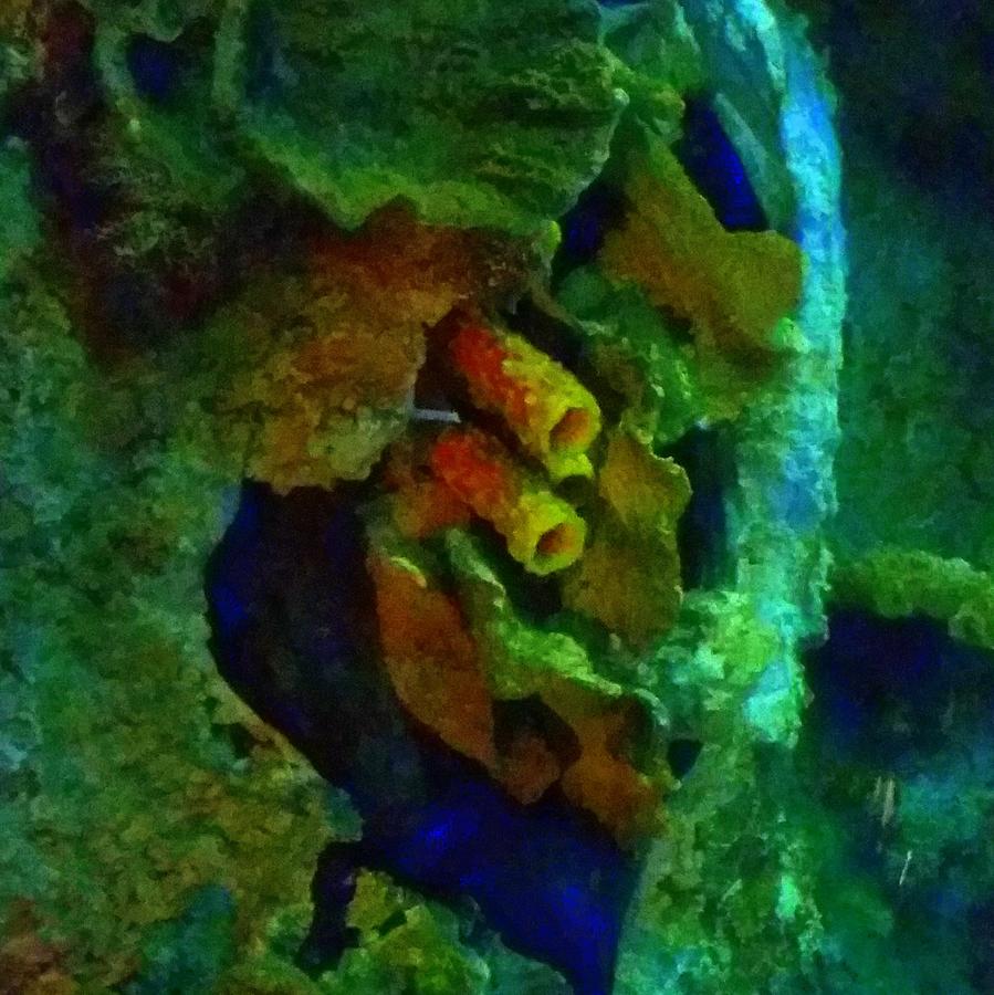 Barnacle Hangout by Karen J Shine Barnacle Hangout by Karen J Shine