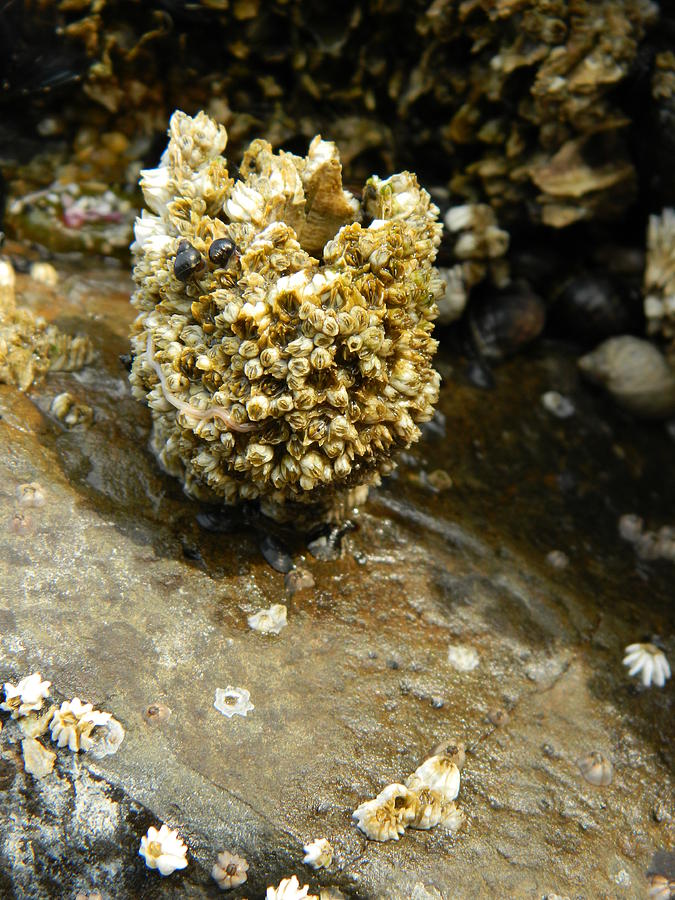 Barnacle Worm Photograph by Gallery Of Hope 