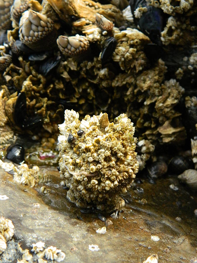 Barnacle Worm Two Photograph by Gallery Of Hope 