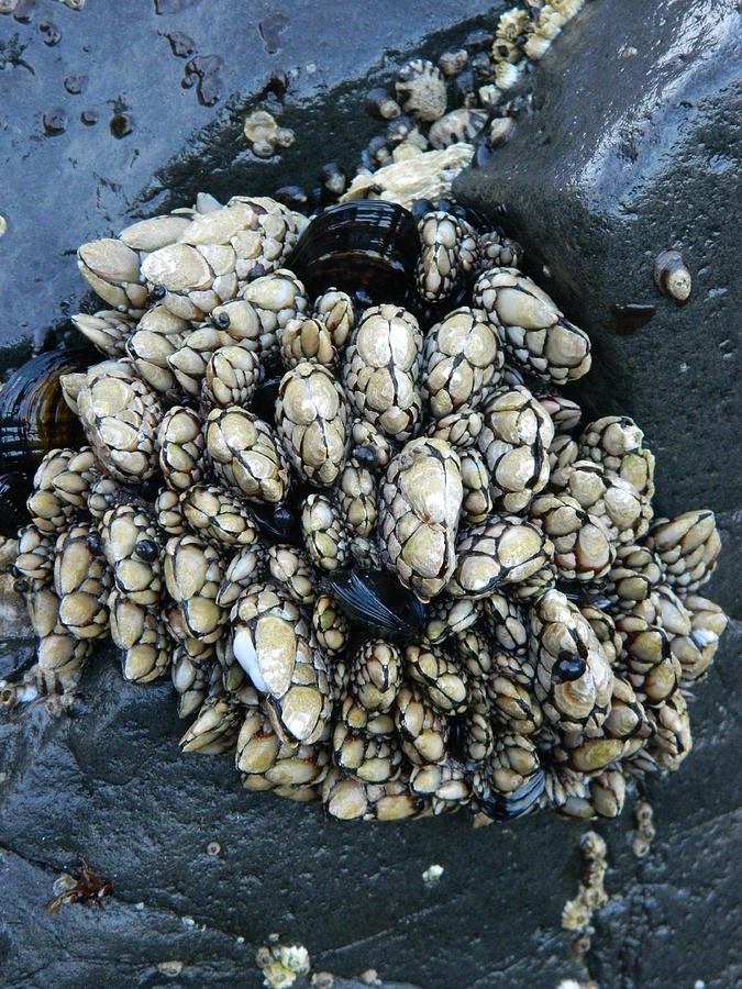 Barnacles 2 Photograph by Gallery Of Hope 