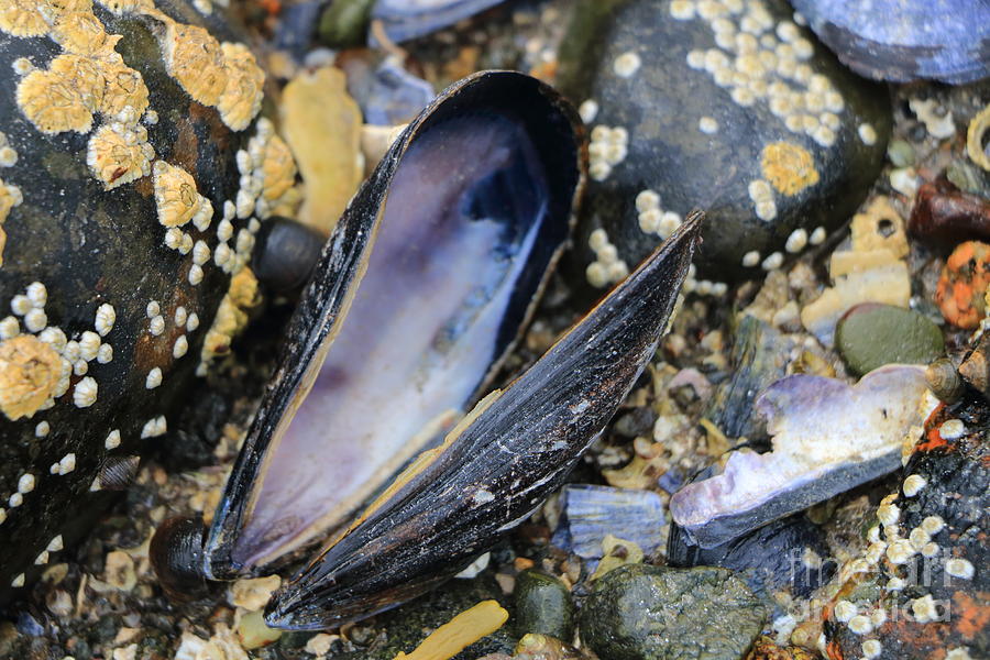 Barnacles and Muscle Shells Photograph by Elizabeth Dow