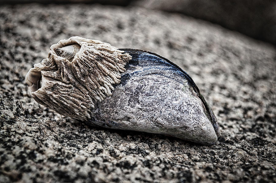 Barnacles and Mussel Shell Dramatic Photograph by Cathy Mahnke