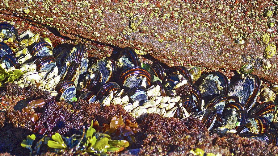 Barnacles and Mussels at Tongue Point in Salt Creek Recreation Area on Olympic Peninsula, Washington Photograph by Ruth Hager