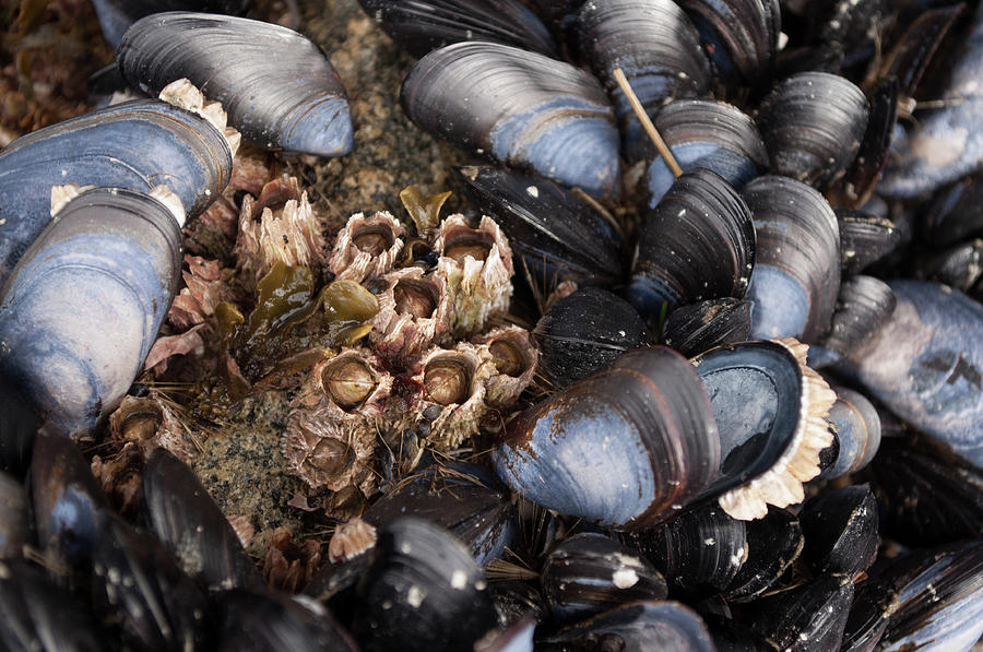 Barnacles and Mussels Photograph by Cathy Mahnke