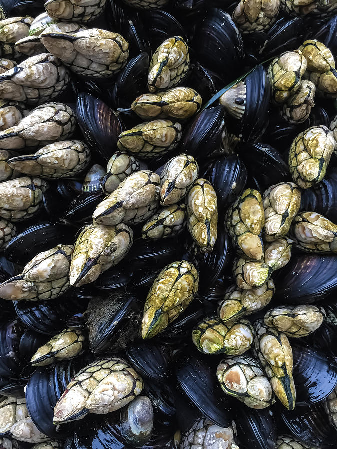 Barnacles and Mussels Photograph by Jonathan Nguyen