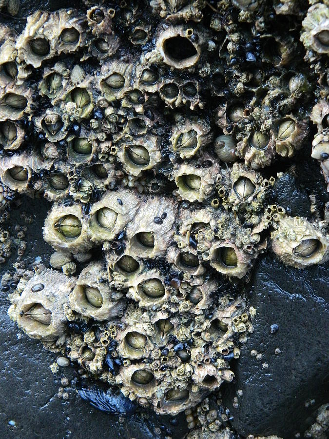 Barnacles Photograph by Gallery Of Hope 