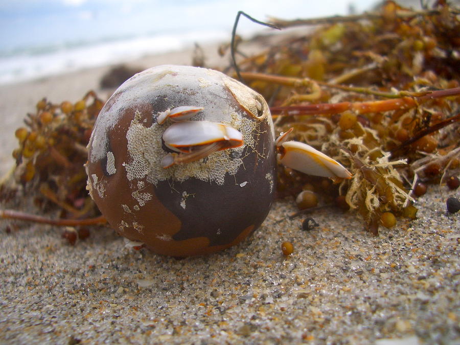 Barnacle's Journey Photograph by Kimberly Baird - Fine Art America