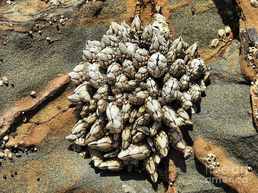 Barnacles Photograph by Scott Cameron