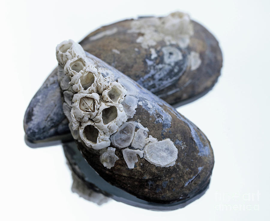 Barnicles and Shells Photograph by Mary Haber