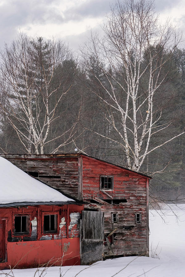 Barns And Birches Photograph by Tom Singleton