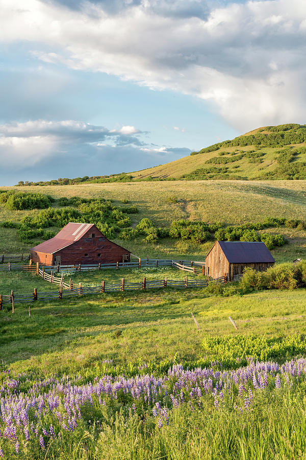Barns and Lupine Photograph by Denise Bush
