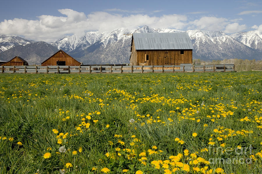 Barns In A Dandelion Field Photograph by Inga Spence