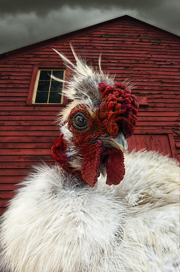 Barnyard Boss - Rooster With Attitude and Big Red Barn Photograph by Mitch Spence
