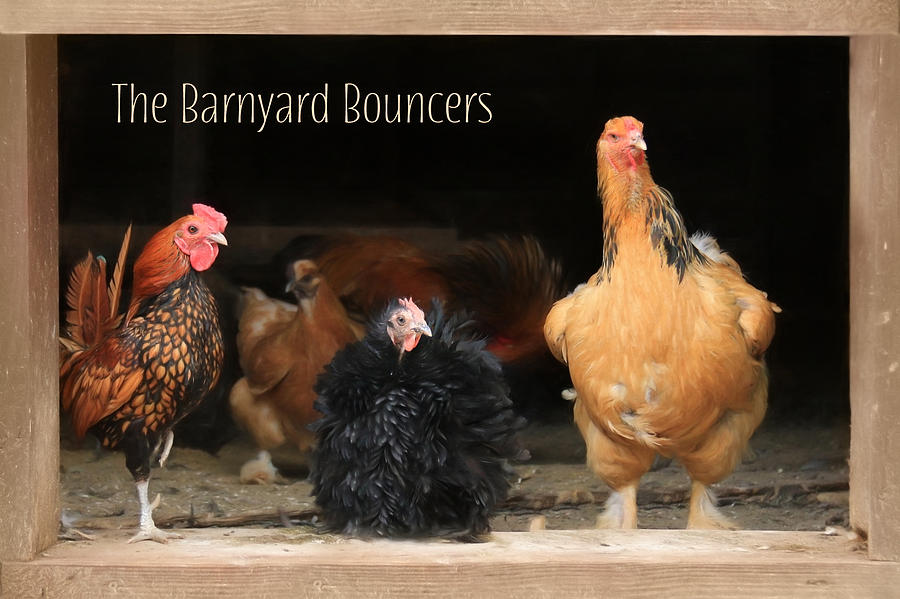 Chicken Photograph - Barnyard Bouncers by Lori Deiter