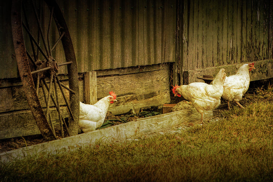 Barnyard Chickens Feeding Photograph