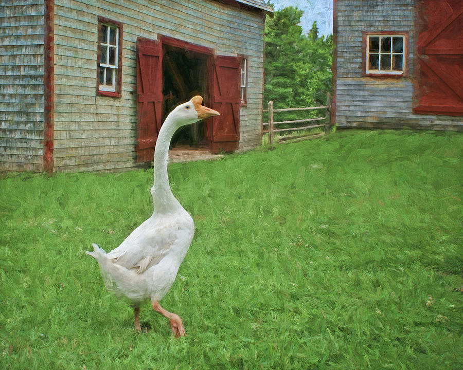 Goose Photograph - Barnyard Goose by Nikolyn McDonald