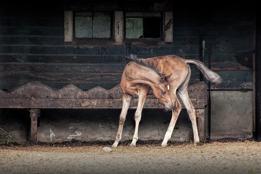Barnyard Horse Foal in West Michigan Photograph by Randall Nyhof