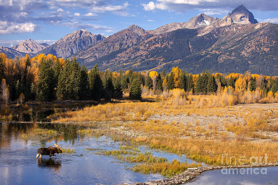 Grand Teton National Park Photograph - Bull In The Beaver Ponds by Aaron Whittemore
