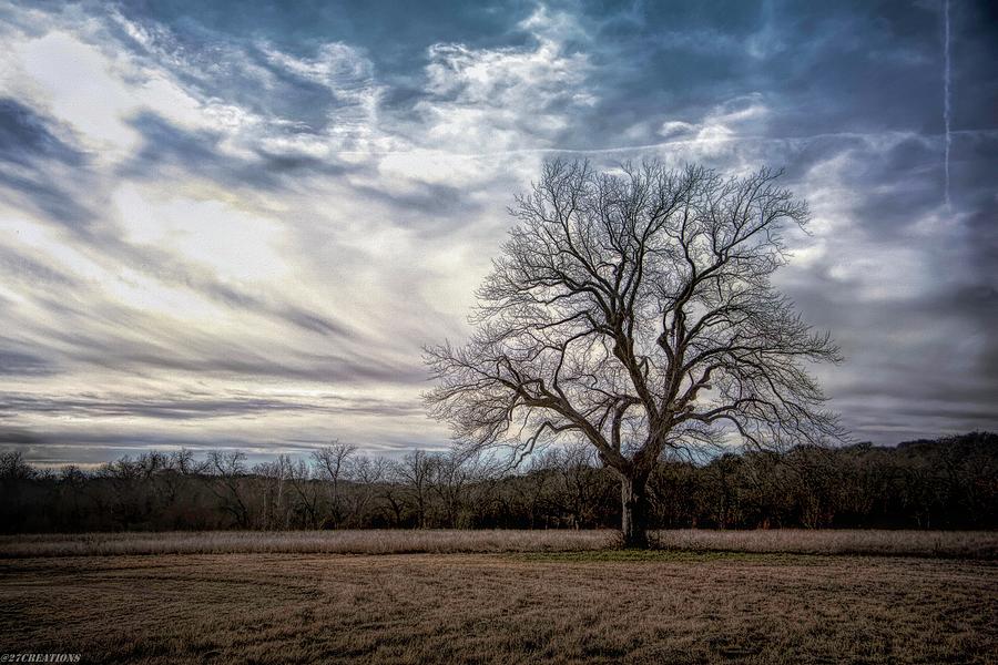 Baron Tree of Winter Photograph by G Lamar Yancy