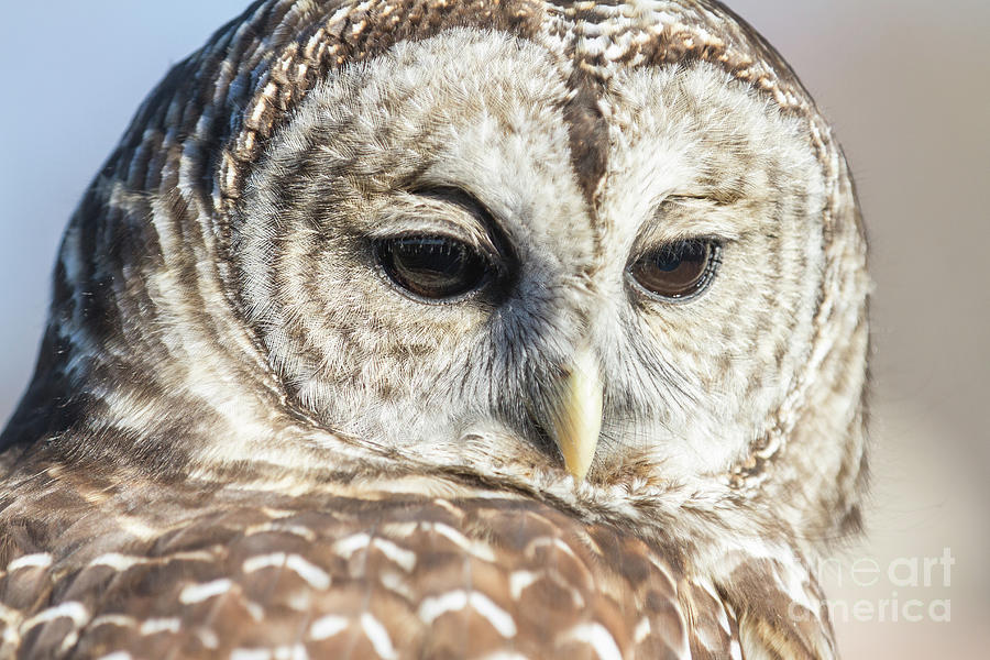 Bird Photograph - Barred Owl 1 by Chris Scroggins