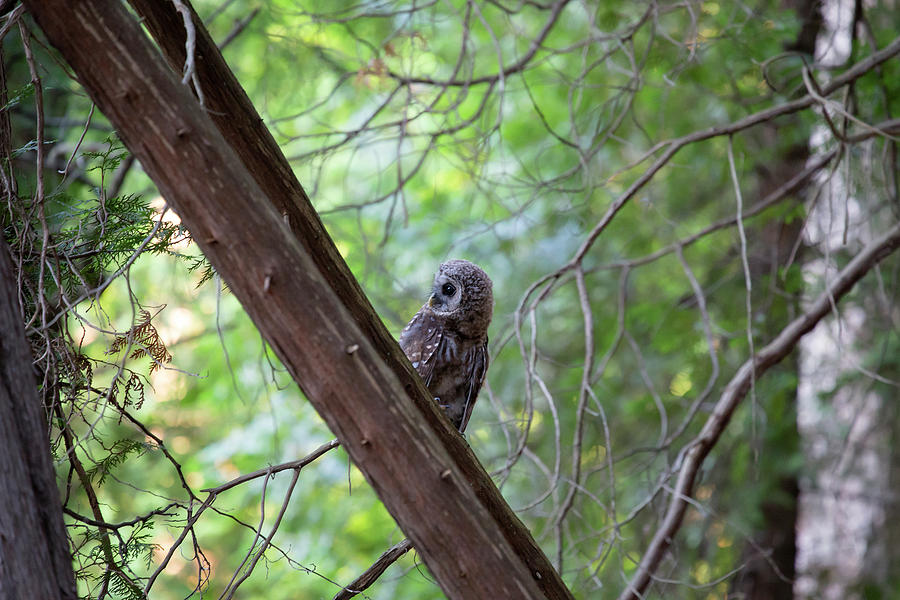 Barred Owl 11 Photograph