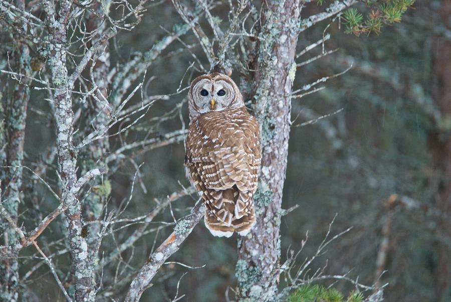 Barred Owl 1396 Photograph by Michael Peychich