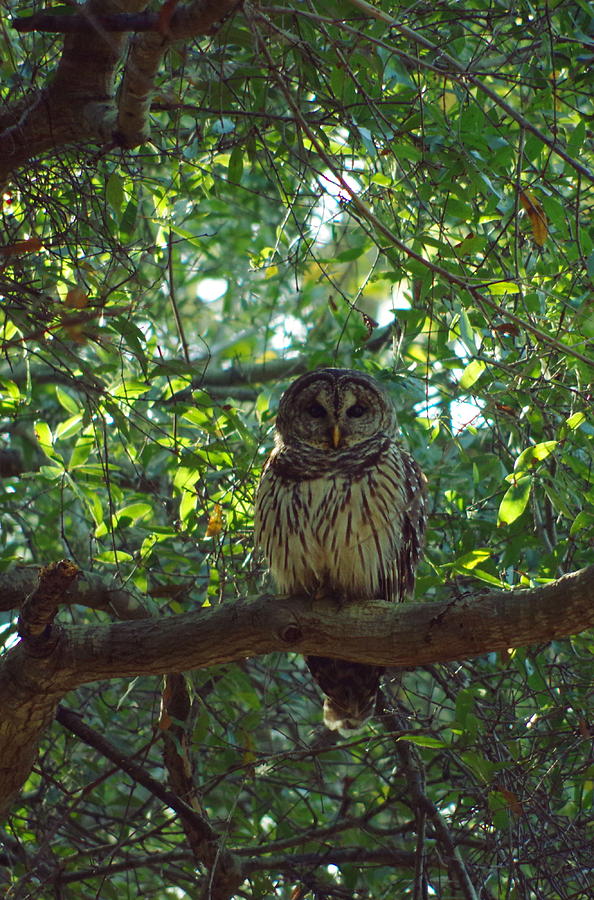 Owl Photograph - Barred Owl 2 by Aaron Rushin