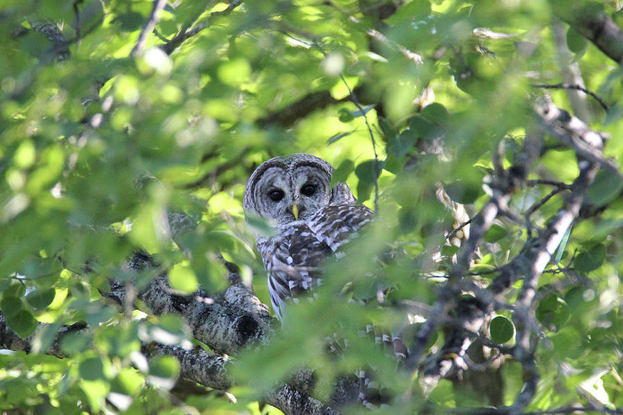 Barred Owl 2 Photograph by Brook Burling