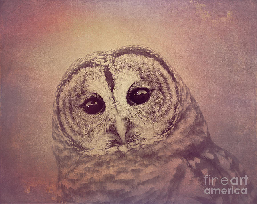 Barred Owl 2 Photograph by Chris Scroggins
