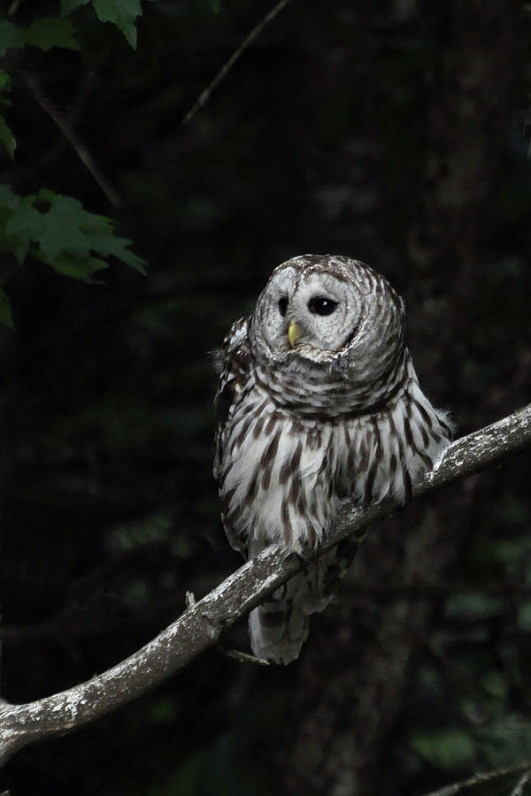 Barred Owl 2 Photograph by Glenn Gordon