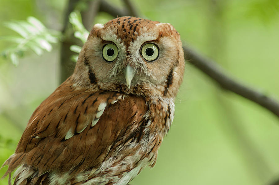 Red-Phase Eastern Screech Owl Horizontal Photograph by David Drew