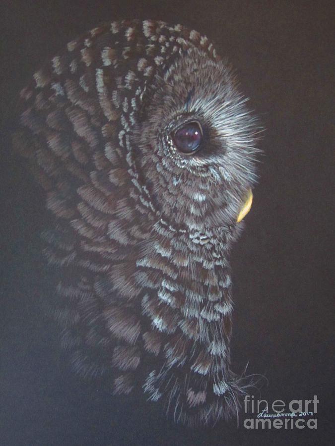 Barred Owl 2 Drawing by Laurianna Taylor